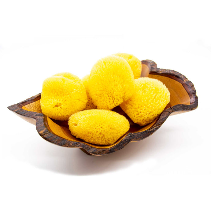 Sponges - 2
