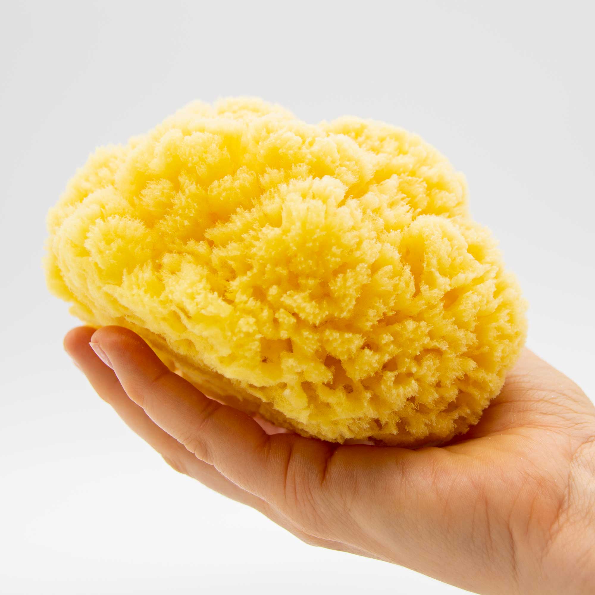 100% Natural Sea Sponge 5-6 by Spa DestinationsCreating The in Home Spa  Experience for The Perfect Bath or Shower Experience.