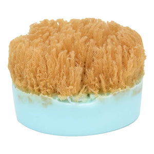 Sponge Soap Ocean