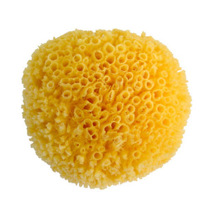 Sponges 5"-6"