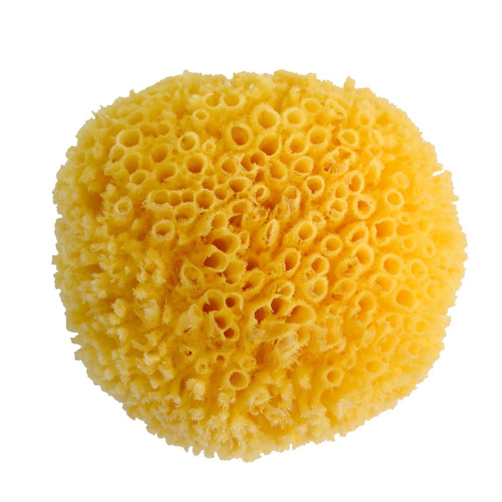 Sponges 5